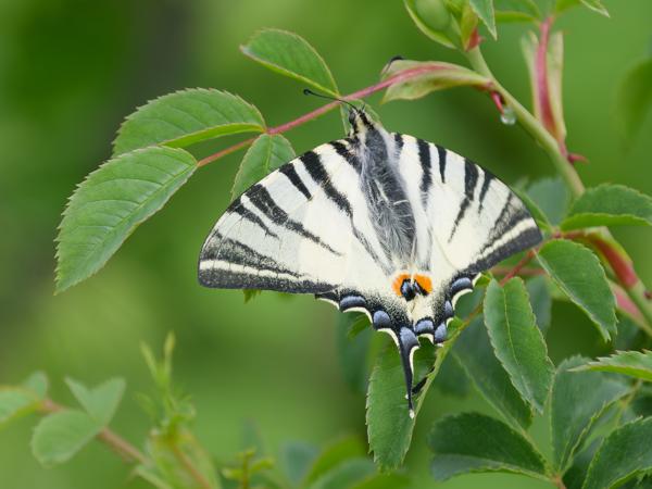 <h3><a href="/trips/Greece/biota/animalia/arthropoda/insecta/lepidoptera/papilionidae/iphiclides podalirius/iphiclides podalirius-nl.html">Iphiclides&nbsp;podalirius</a> / Scarce&nbsp;swallowtail / Koningspage</h3>OM-1 Mark II met OLYMPUS M.150-400mm F4.5, 1/2000 sec  bij F4.5, ISO 1000, afstand 3.77&nbsp;m
